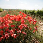 Bechtheim Landschaft Bild